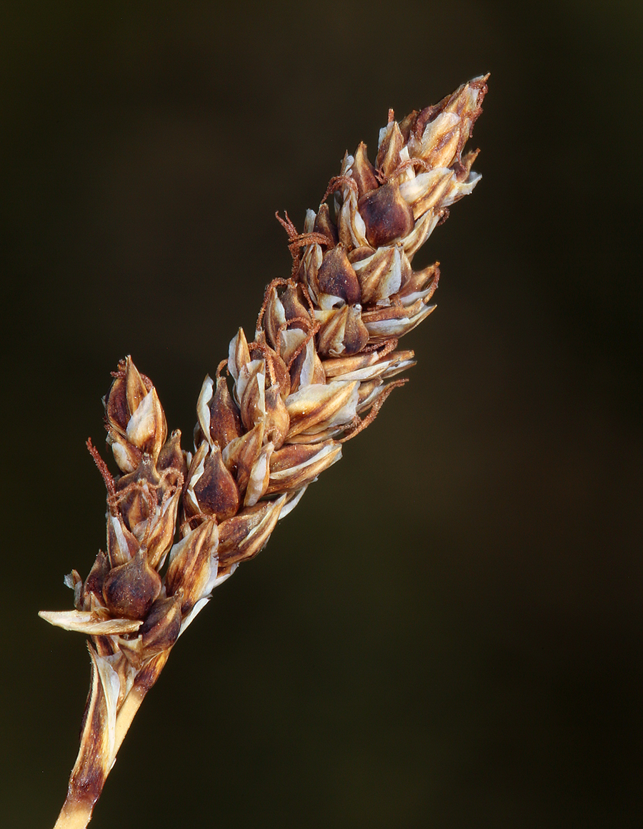 Carex idahoa