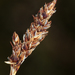 Idaho Sedge - Photo (c) Steve Matson, some rights reserved (CC BY), uploaded by Steve Matson