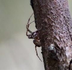 Arachnida