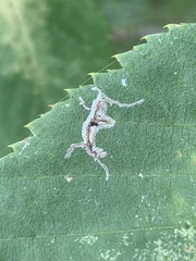 Caloptilia ostryaeella