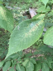 Caloptilia ostryaeella