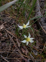 Erythronium multiscapideum