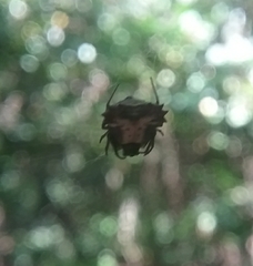 Micrathena triangularis