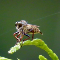Neomochtherus willistoni