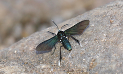 Macrocneme leucostigma