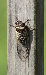 Diceroprocta marevagans