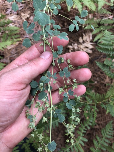 iNaturalist observation photo of Fendler's Meadow-rue