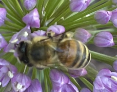 Apis mellifera