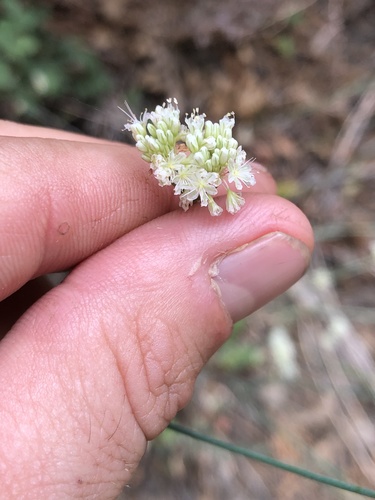 iNaturalist observation photo of Naked Buckwheat