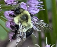 Bombus impatiens