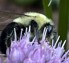 Bombus impatiens