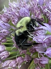 Bombus impatiens