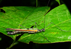 Stratocles costaricensis
