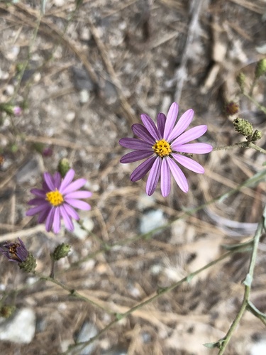 iNaturalist observation photo of California Aster
