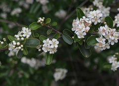 Pyracantha koidzumii