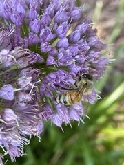 Apis mellifera