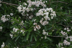 Pyracantha koidzumii