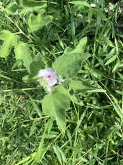 Althaea