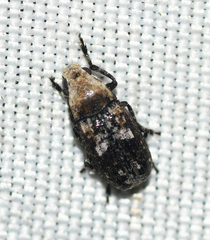 Euparius paganus