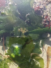 Haliclystus sanjuanensis