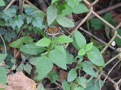 Anthanassa texana seminole