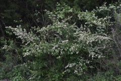 Pyracantha koidzumii