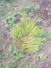 Carex pediformis macroura
