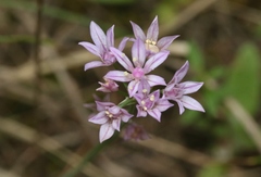 Allium drummondii