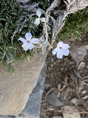 Phlox pulvinata