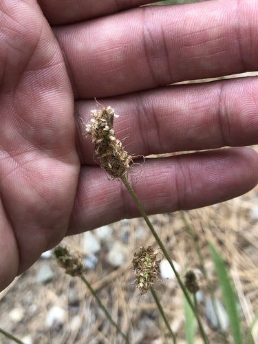 iNaturalist observation photo of ribwort plantain