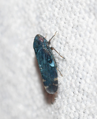 Xestocephalus brunneus