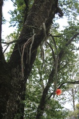 Hylocereeae