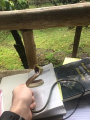 Oxybelis brevirostris