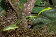 Oxybelis brevirostris