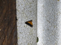 Pyrausta bicoloralis