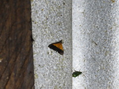 Pyrausta bicoloralis