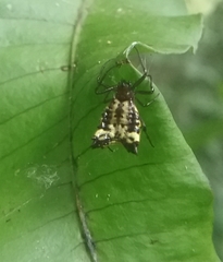 Micrathena triangularis