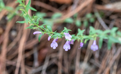 Hedeoma hyssopifolia