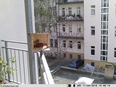 Phoenicurus ochruros