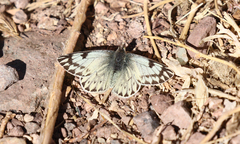 Phulia nymphula