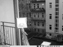 Phoenicurus ochruros