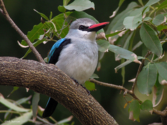 Halcyon senegalensis