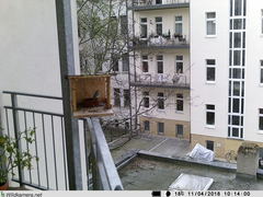 Phoenicurus ochruros