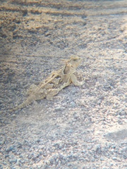 Phrynosoma coronatum