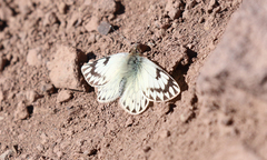Phulia nymphula