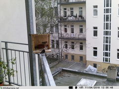 Phoenicurus ochruros