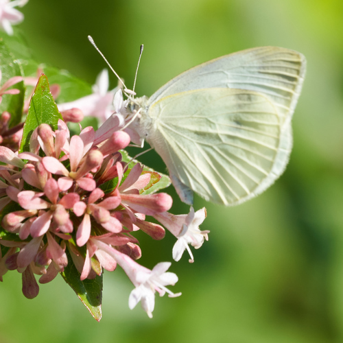Small White photo 6