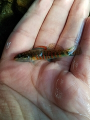 Etheostoma fricksium