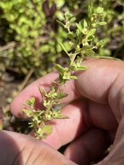 Ludwigia microcarpa