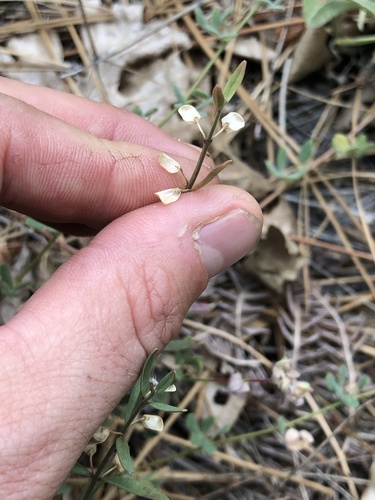 Grayleaf Skullcap foliage